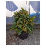Rhododendron 3 gallon