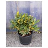Rhododendron 3 gallon