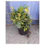 Rhododendron 3 gallon