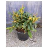 Rhododendron 3 gallon