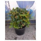 Rhododendron 3 gallon