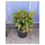Rhododendron 3 gallon