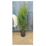 5' viresceus Western red cedar