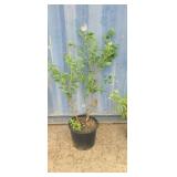 3'6 Blue berry plant
