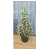5' Colorado spruce
