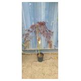 2'6 Crimson queen japanese maple