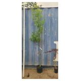 7'6 Forest fire tupelo
