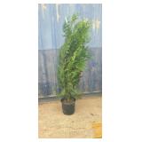 5' viresceus Western red cedar