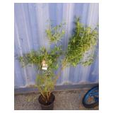 4' pink lemonade blueberry