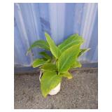 Canna plant