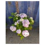 Nikko blue hydrangea