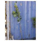 6'5 Arnold tulip tree