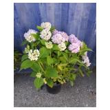 Nikko blue hydrangea