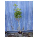 4' little lime punch hydrangea