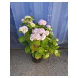 Nikko blue hydrangea