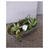Succulents in metal planter 5x10
