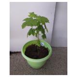 Maple tree and green plastic planter