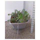 Succulents