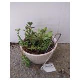 Succulents in small ceramic planter
