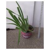 Iris in Vintage Budweiser Planter can