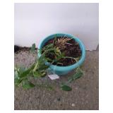 Perennial sweet pea