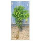 1 gallon Japanese yew