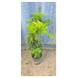 1 gallon Japanese yew