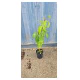 1 gallon Chinese dogwood