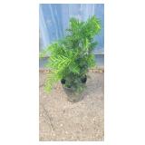 1 gallon Japanese yew