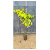3' Golden little leaf linden tree