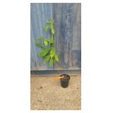 3' One gallon ben franklin tree