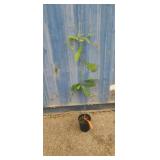 1 gallon ben franklin tree