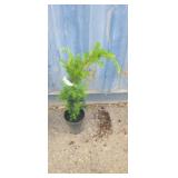 1 gallon Japanese yew