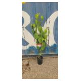 3'6 One Gallon dove tree
