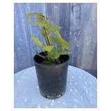 1 gallon Thornless black berry
