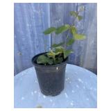 1 gallon Thornless black berry