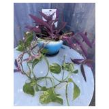Purple Heart and pothos