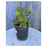 1 gallon Thornless black berry