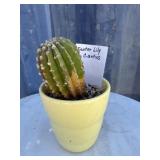 Easter lily cactus