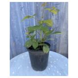 1 gallon Thornless black berry
