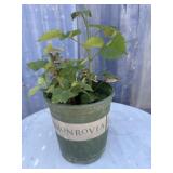 1 gallon Thornless black berry