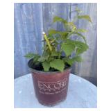 1 gallon Thornless black berry
