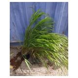 2 Japanese wild grass