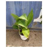 Canna plant