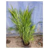 2 Japanese wild grass
