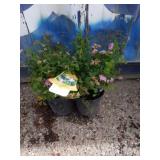 2 Japanese spirea