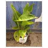 Canna plant