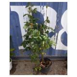 Queen Elizabeth rose bush 3 ft