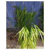 2 Japanese wild grass
