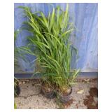 2 Japanese wild grass